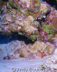 Spot the Scorpion Fish! This chap was sitting on the bott... by Andy Boundy 